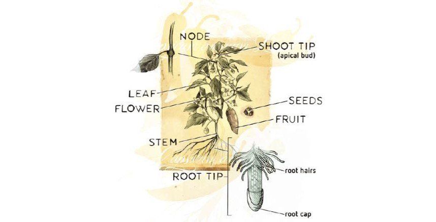 Overview of a plant (chilli) with the typical organs. In general, a plant has a section below ground and a section above the ground. Below ground we find the roots. Their basic functions are to provide stability in the soil and absorb water and nutrients.